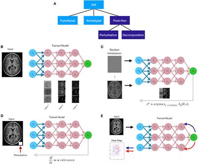 Explainable AI: A review of applications to neuroimaging data
